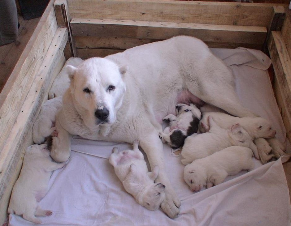 Newborn Puppy whining