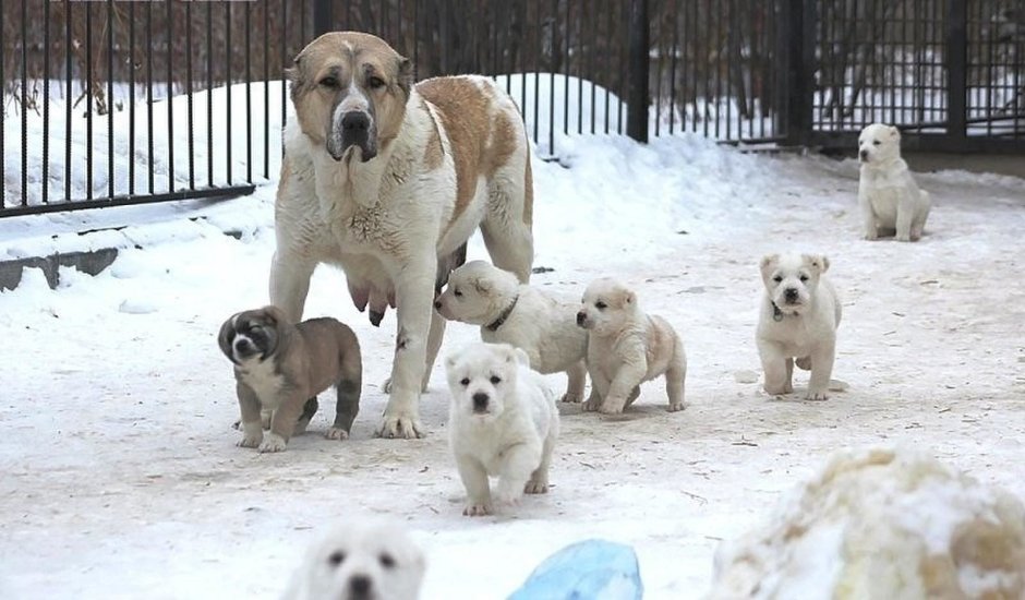 Щенки алабая 1 день