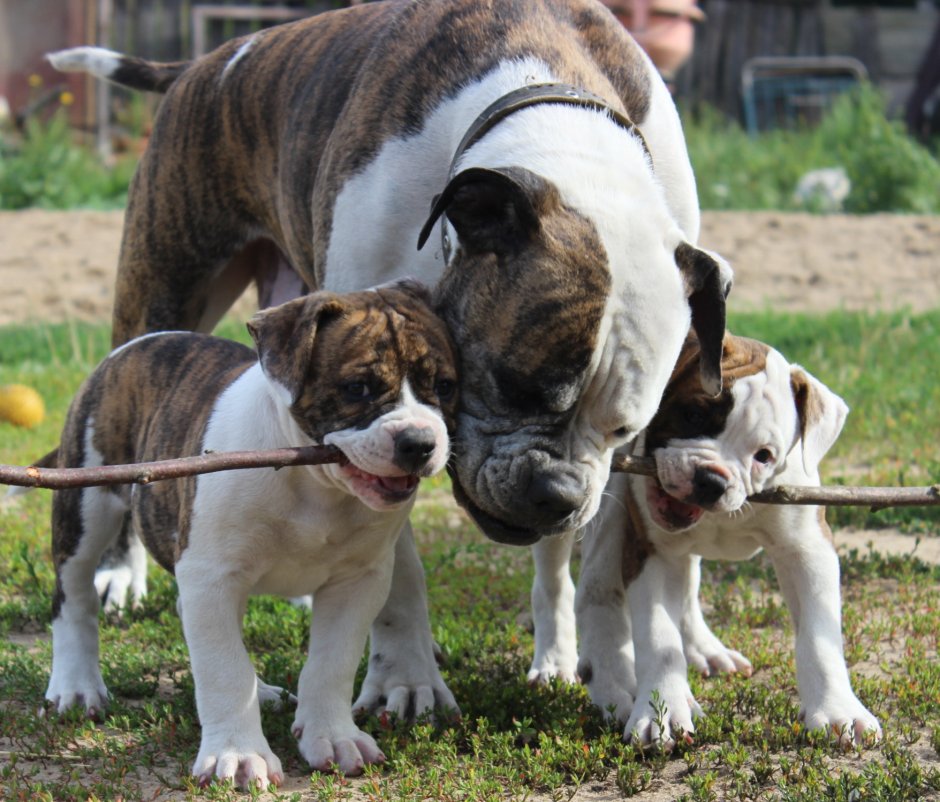 Американский бульдог мини