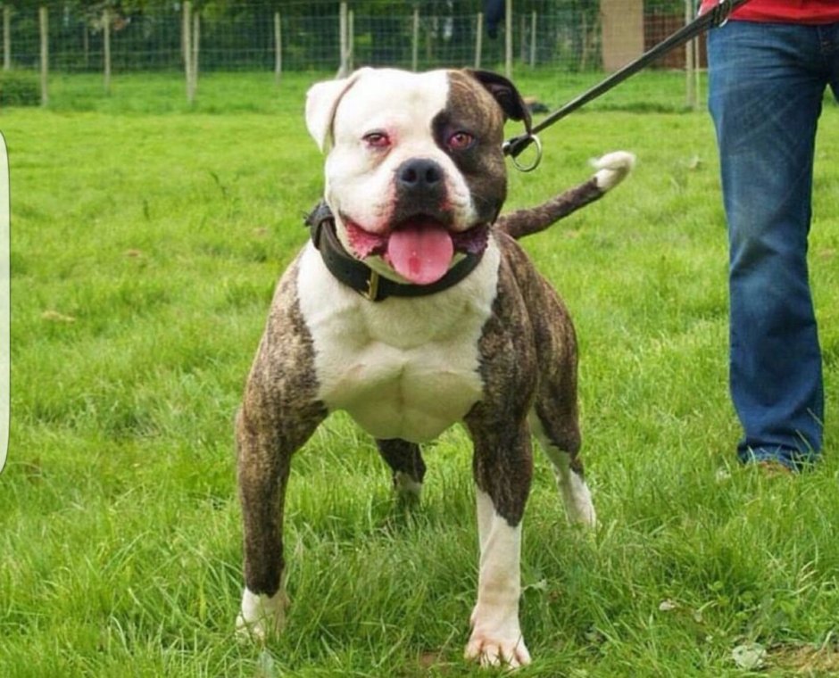 Собаки породы американский бульдог
