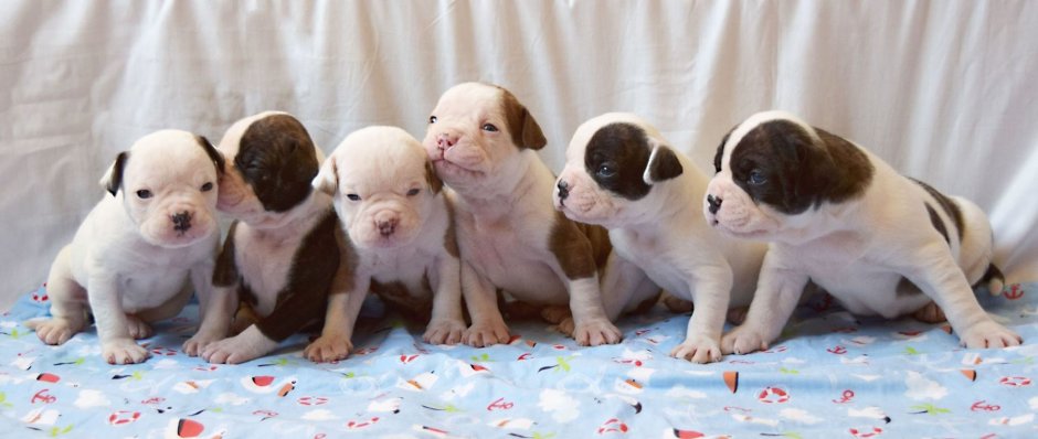 Титус албанский питбуль