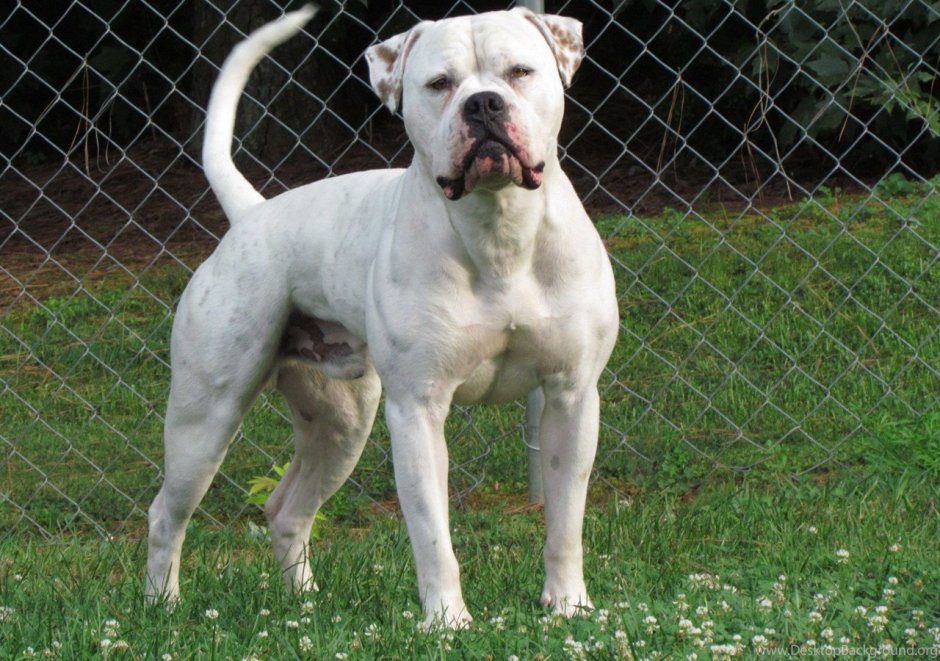 Американский бульдог и дети