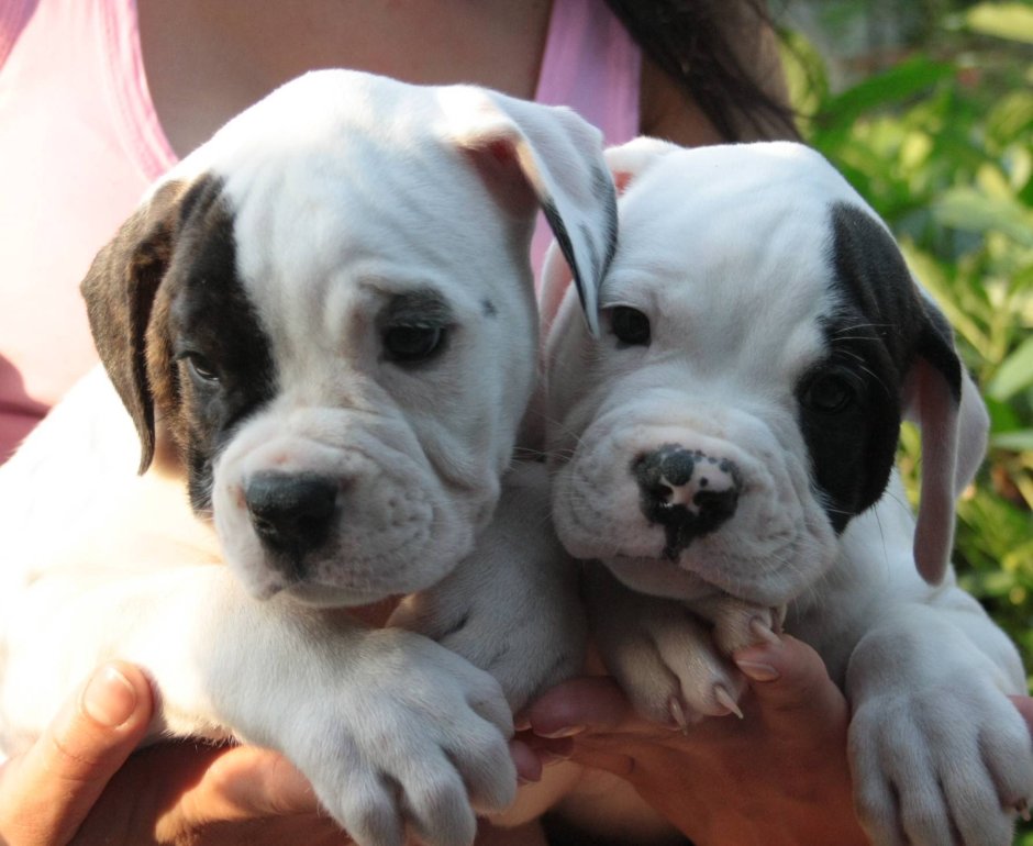 Американский бульдог