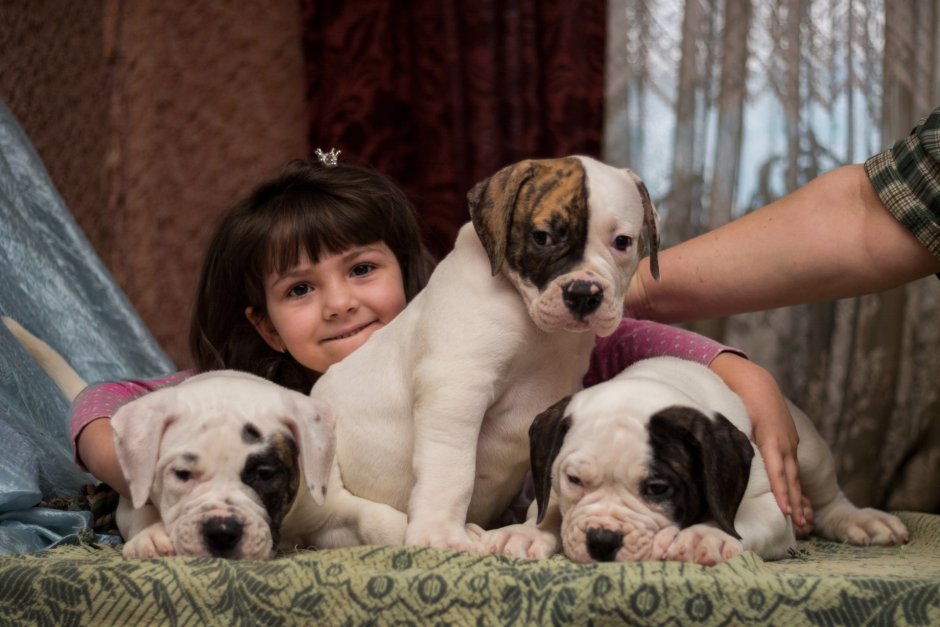 Бульдог Алапахский чистокровный Отто