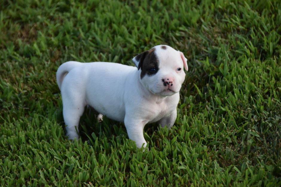 Американский бульдог белый