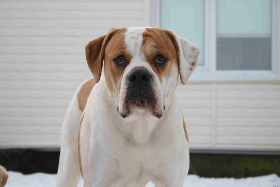 Американский бульдог обои