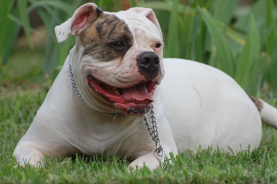 Американский бульдог серый