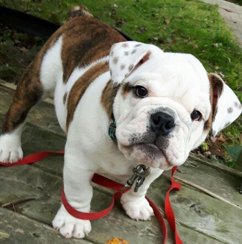 Американский бульдог пит бульдог