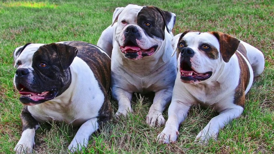 Американский бульдог Мадлен