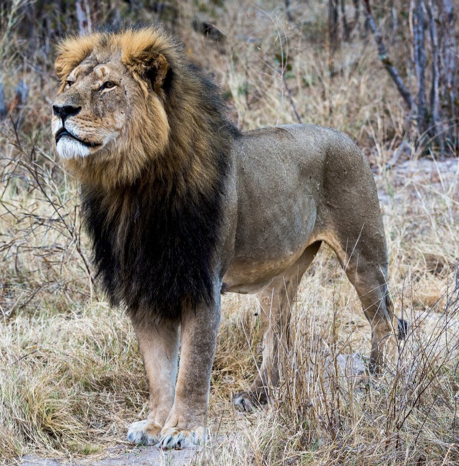 Североамериканский Лев (Panthera Leo Atrox)