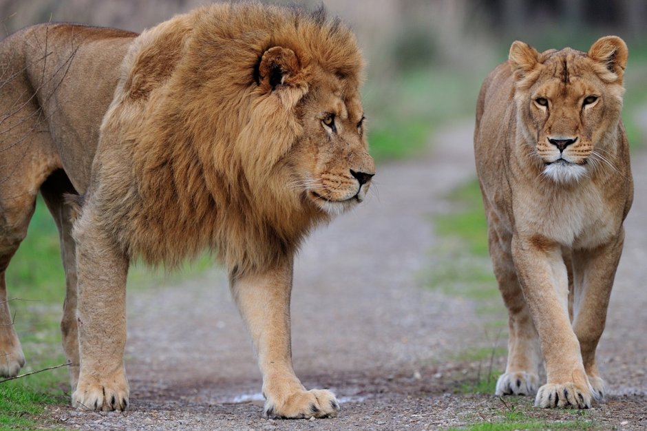Берберийский Лев (Panthera Leo Leo)