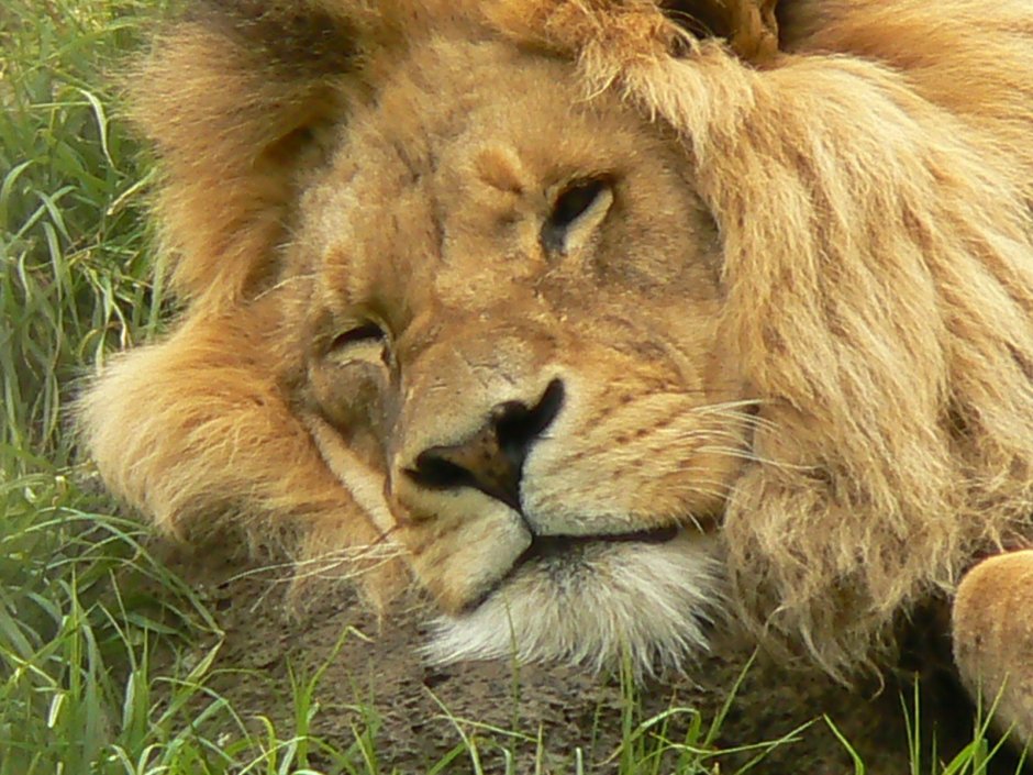Panthera Leo persica