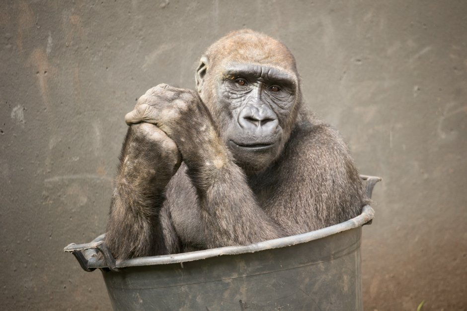 Шимпанзе (Chimpanzee) {д/ф, great Ape Productions, 2012}