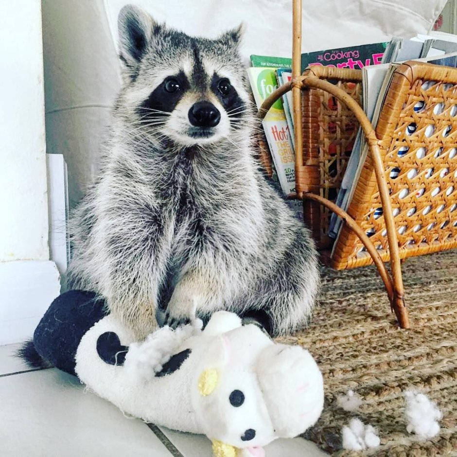 Енот с игрушкой енота