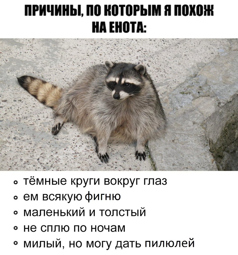 Енот демотиватор