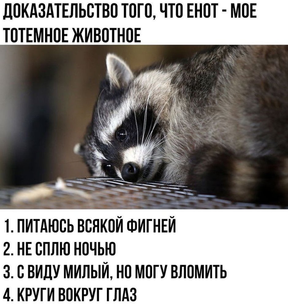 Шутки про енота