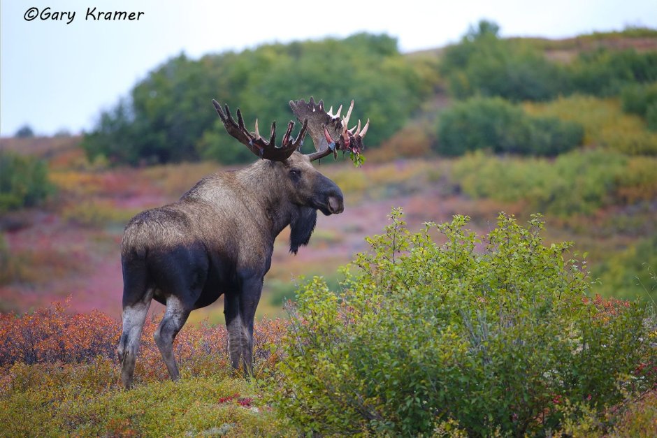 Европейский Лось alces alces