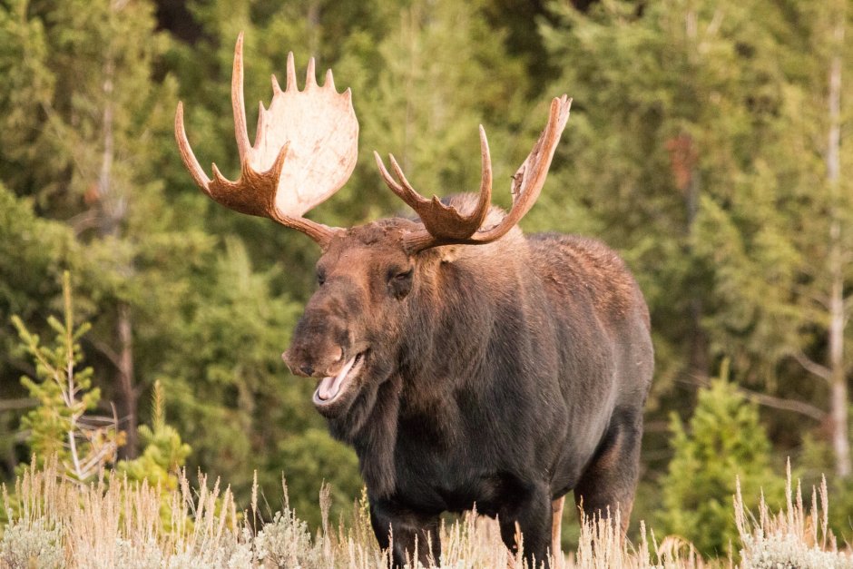 Североамериканский Лось