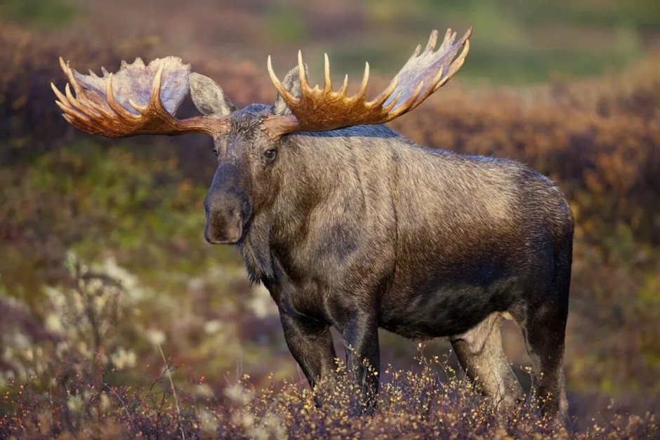 Американский Лось Северной Америки