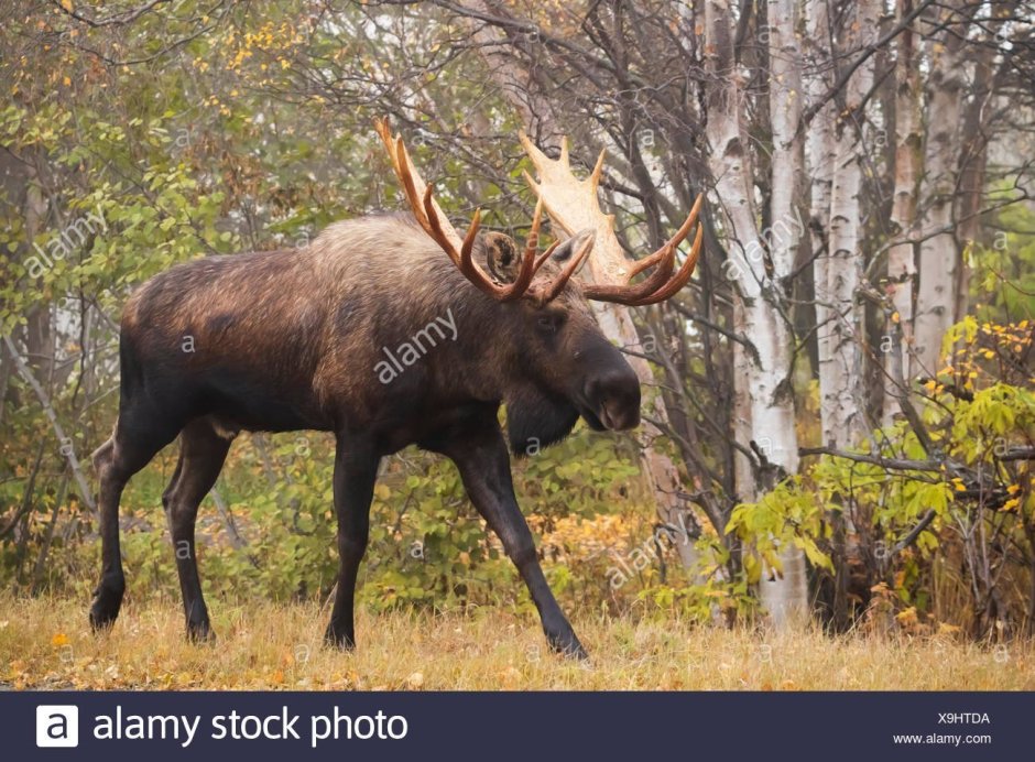 Аляскинский Лось