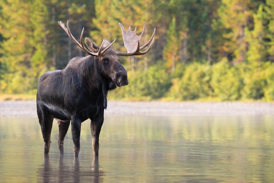 Лось Северной Америки