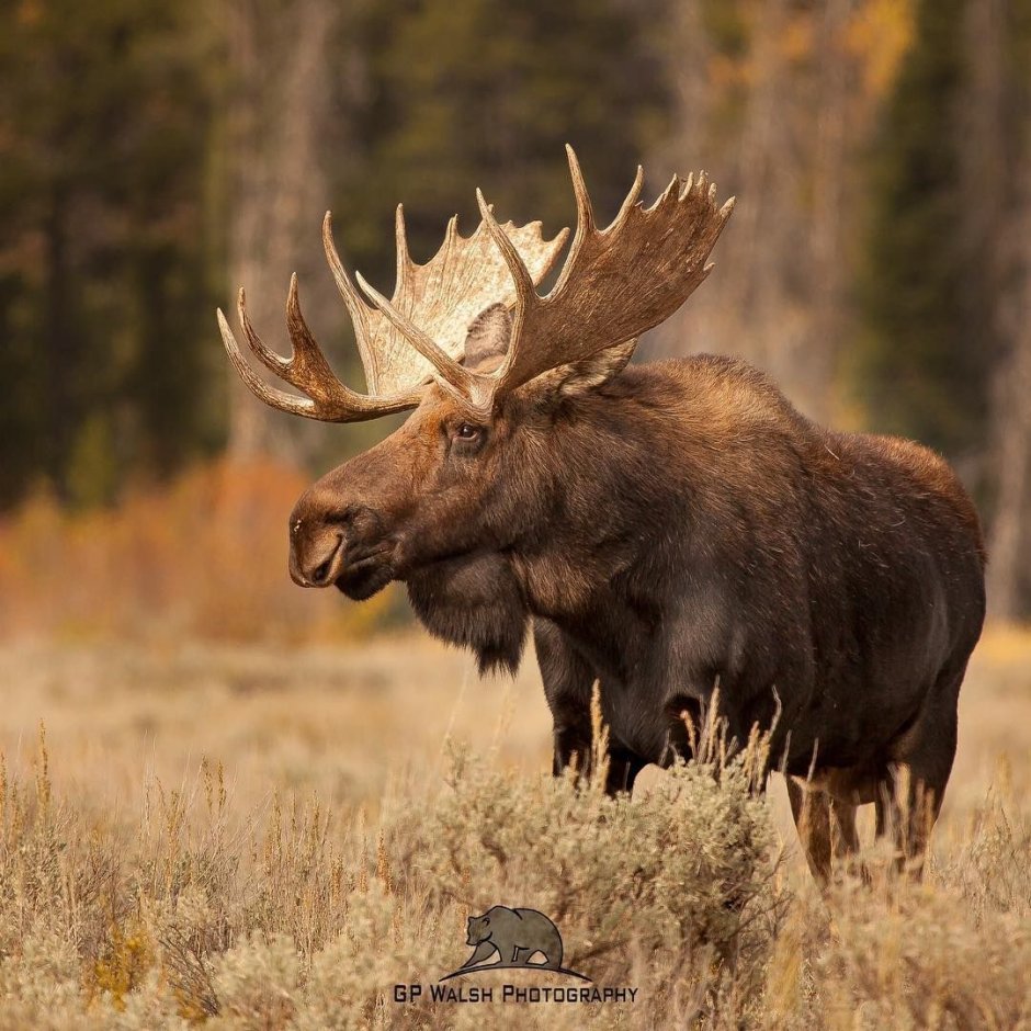 Лось (лат. Alces alces)