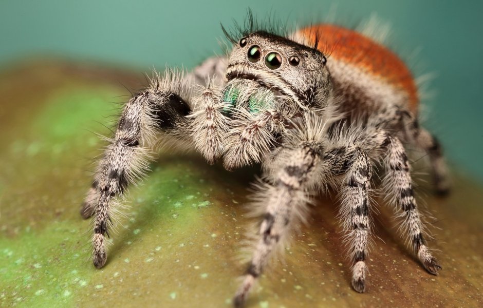 Lycosa aragogi