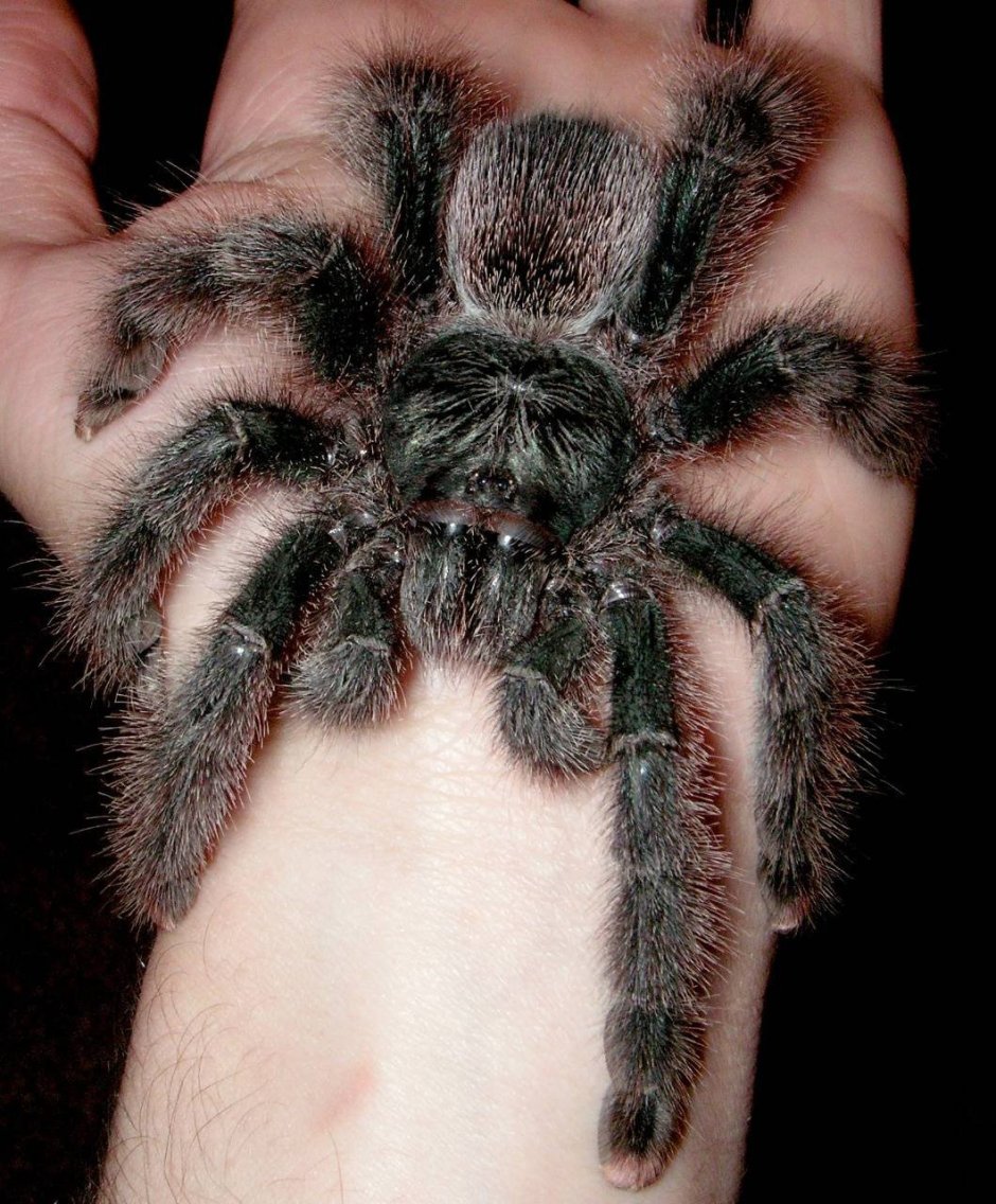 Птицеед Авикулярия металлика Avicularia