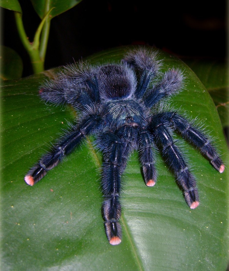 Паук Avicularia Geroldi