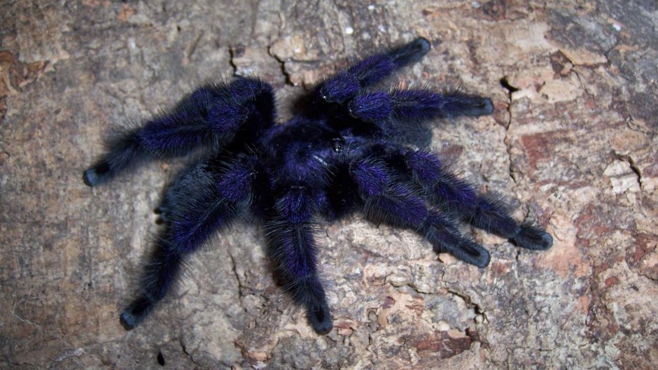 Паук Avicularia purpurea