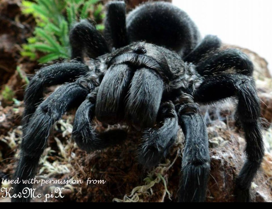Паук Grammostola pulchra