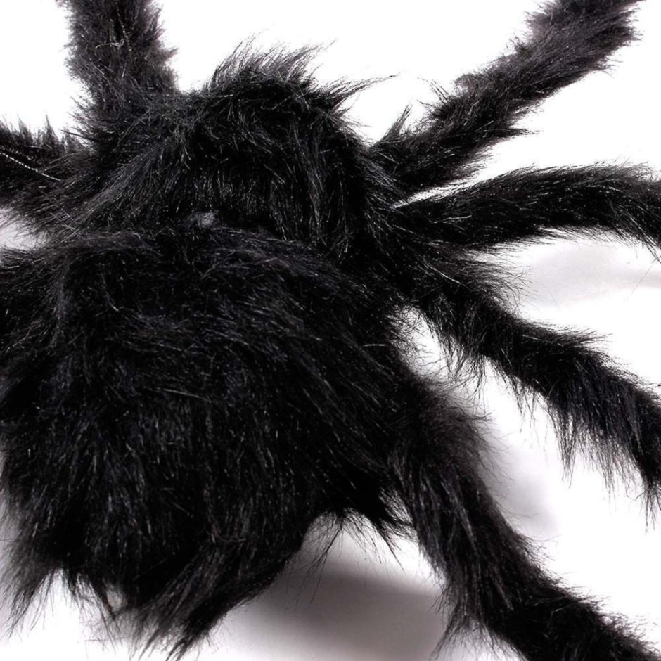 Паук Grammostola pulchra