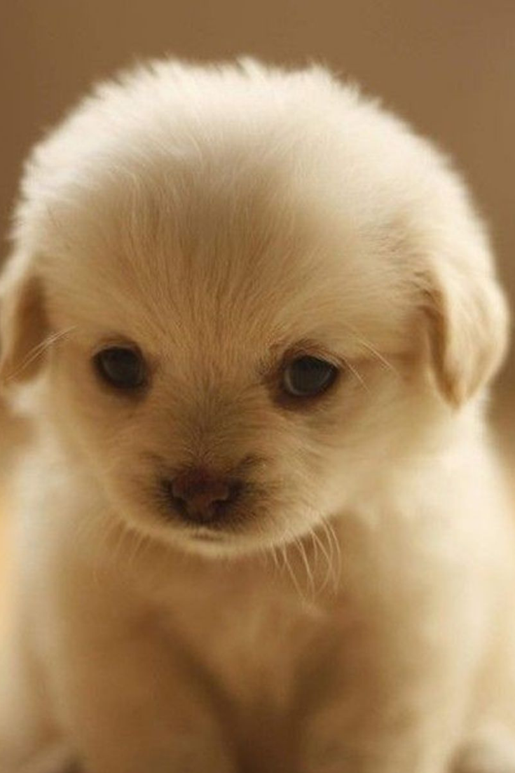 Милые животные