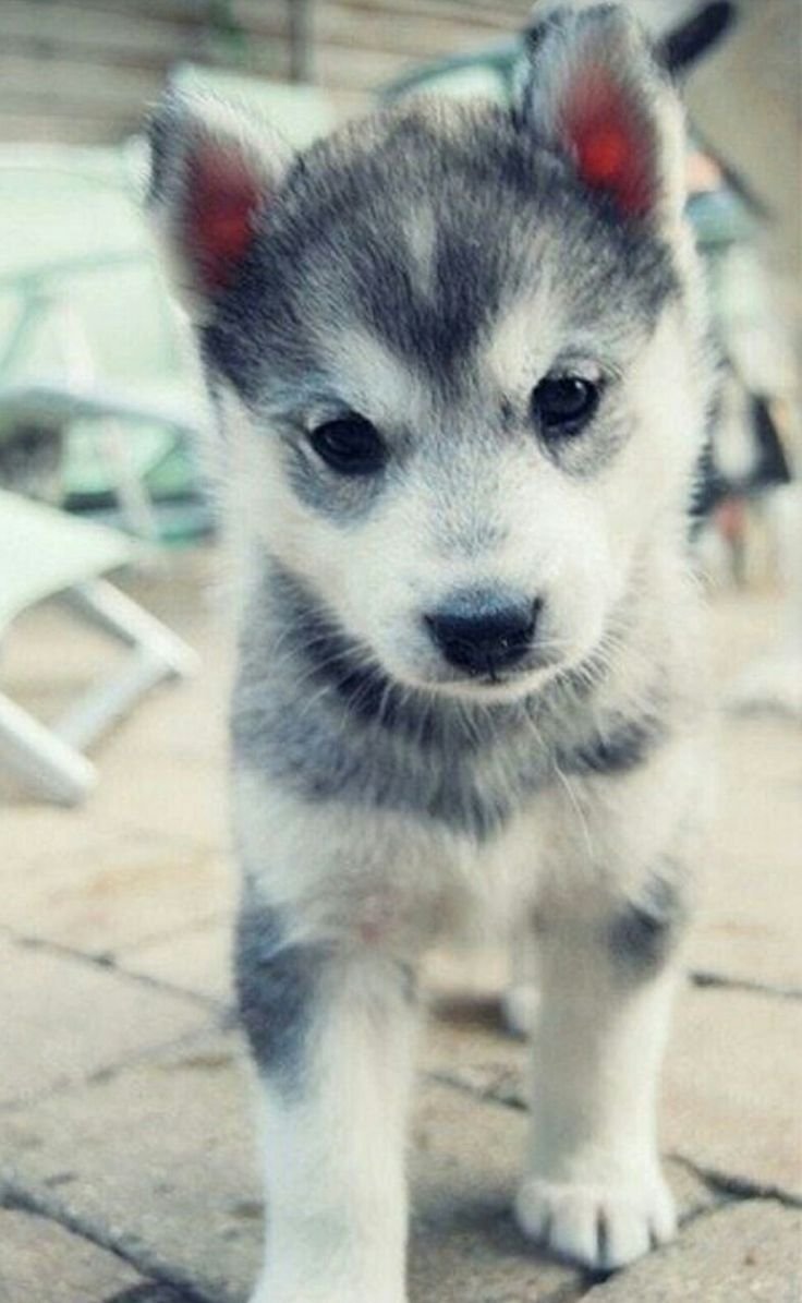 Милые щенки хаски