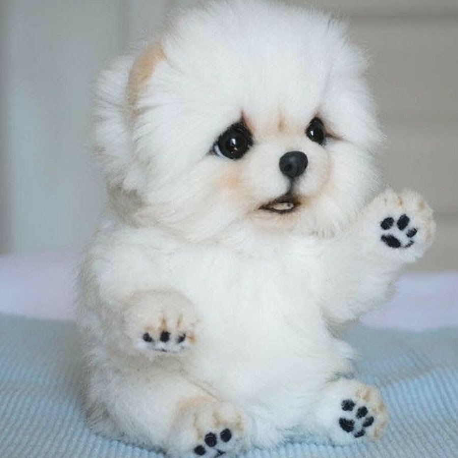 Беленькая плюшевая собака маленькая собачка