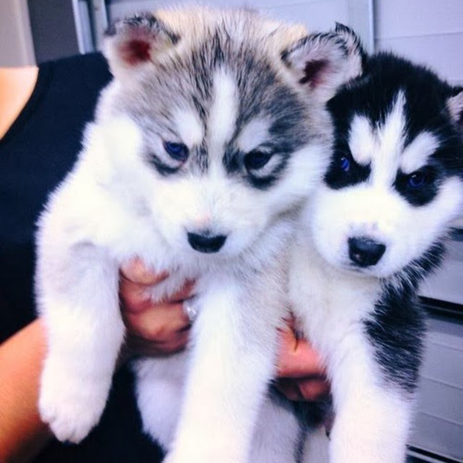 Хаски маленькие и большие