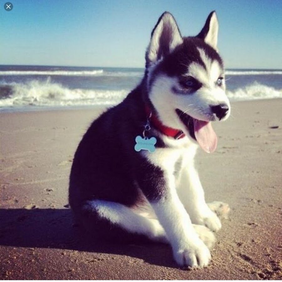 Крутые собаки хаски