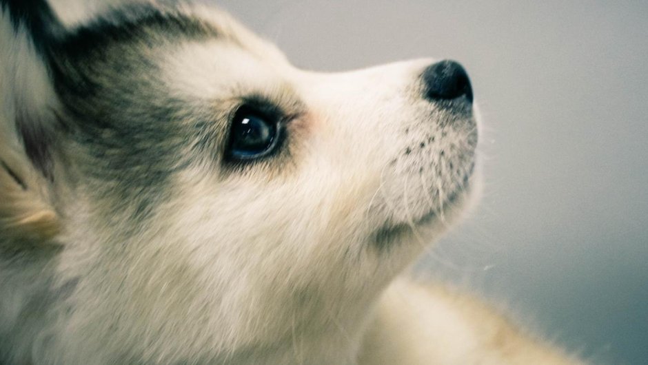 Фотографии на аву животные красивые