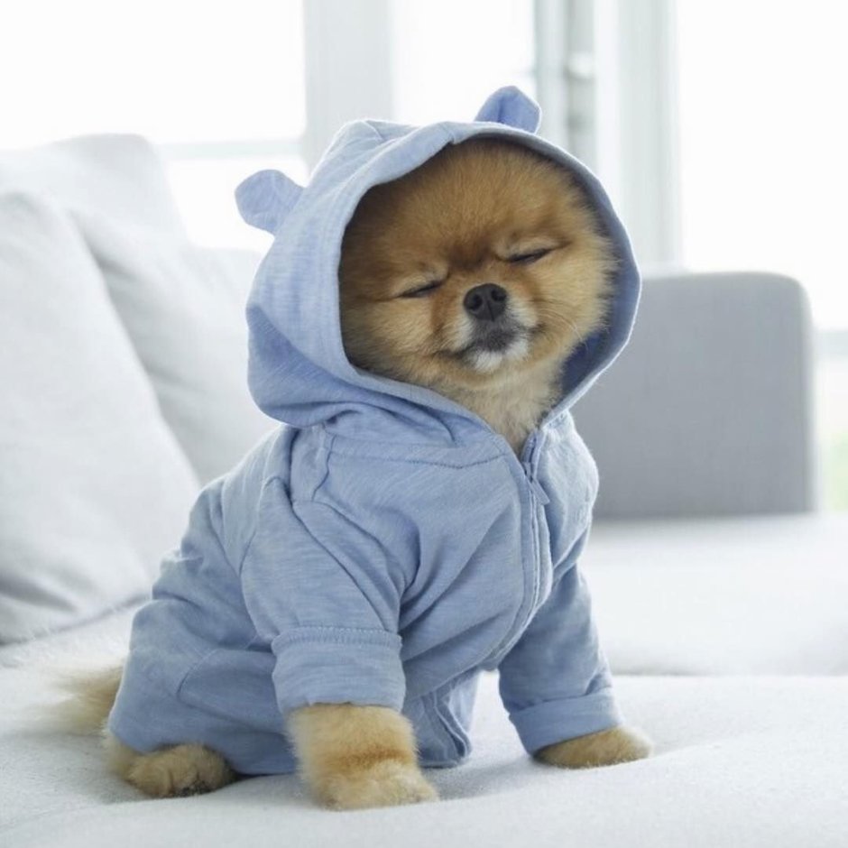 Шпиц в костюмчике