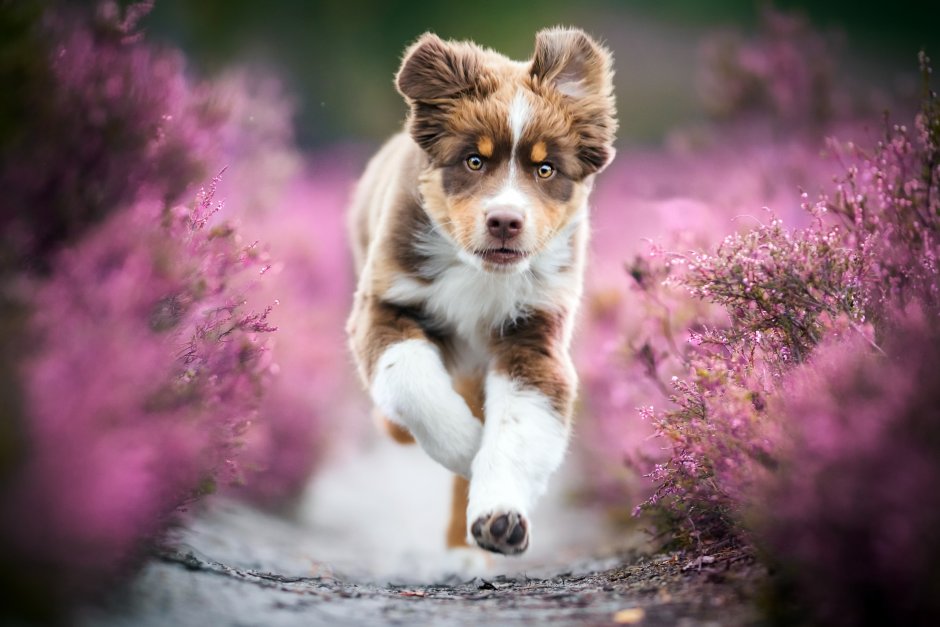 Красивые собаки