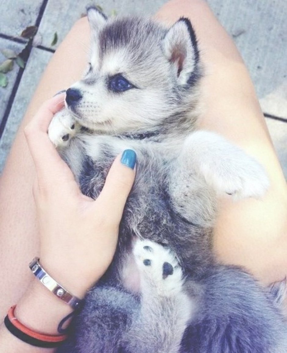 Хаски маленькие