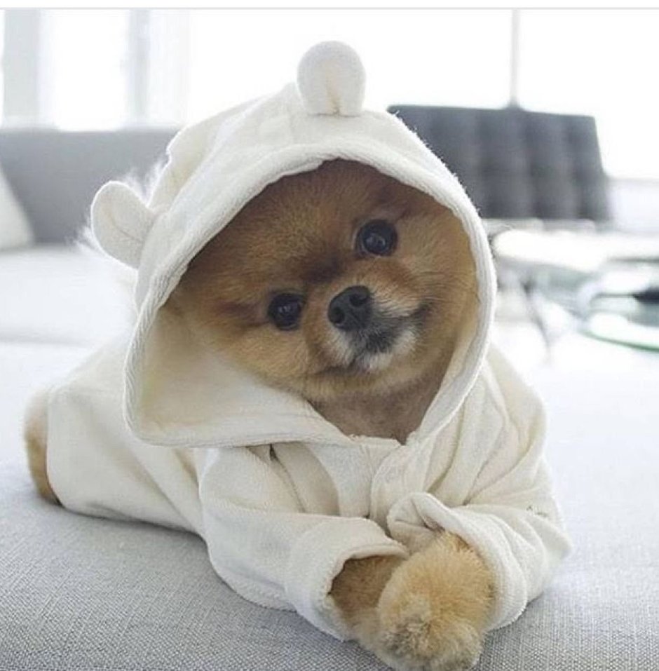 Померанский шпиц jiffpom белый