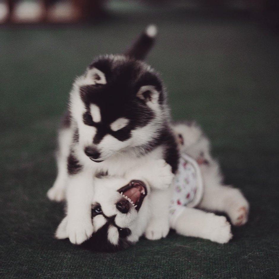 Няшная хаски