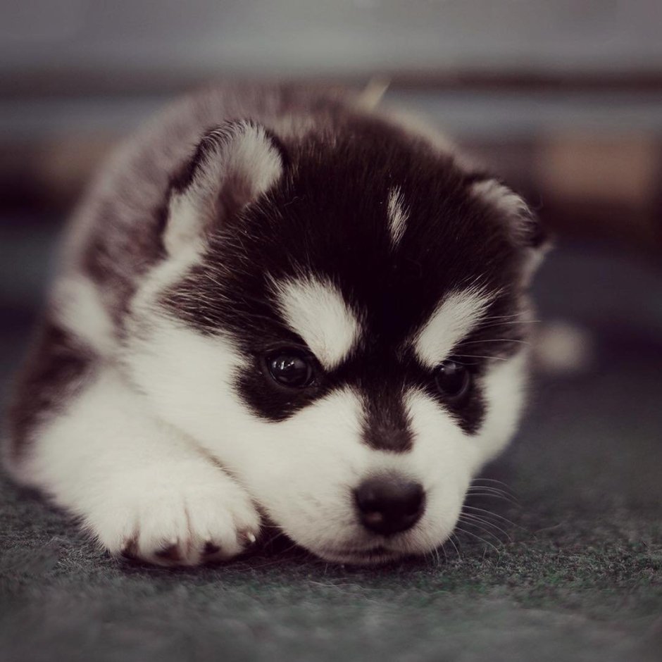 Маленькая хаски