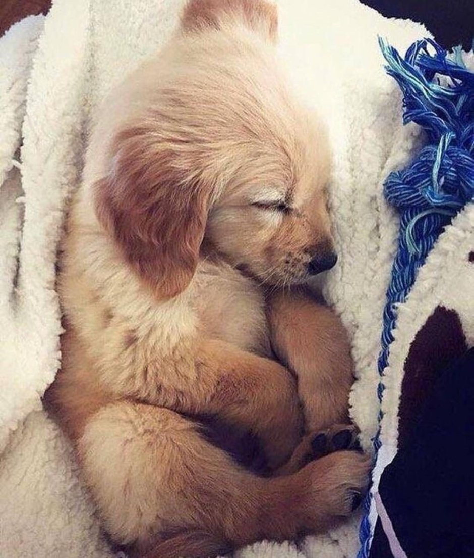 Эстетика щенков