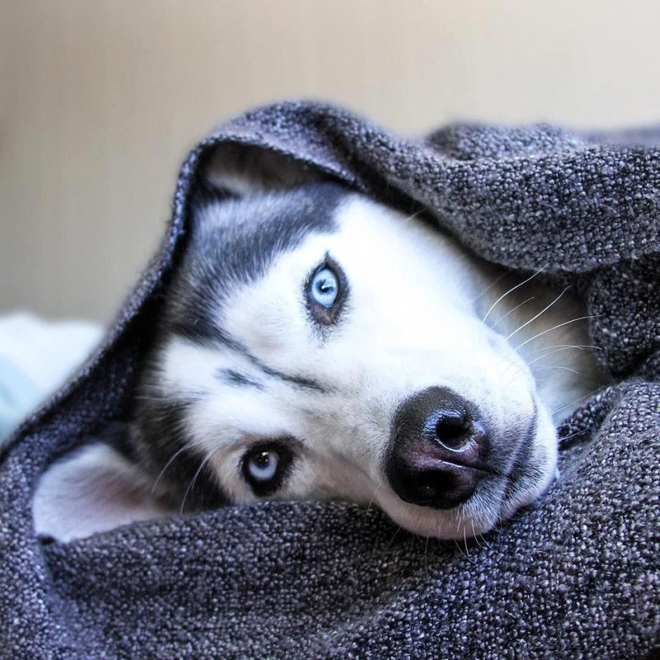 Милая хаски