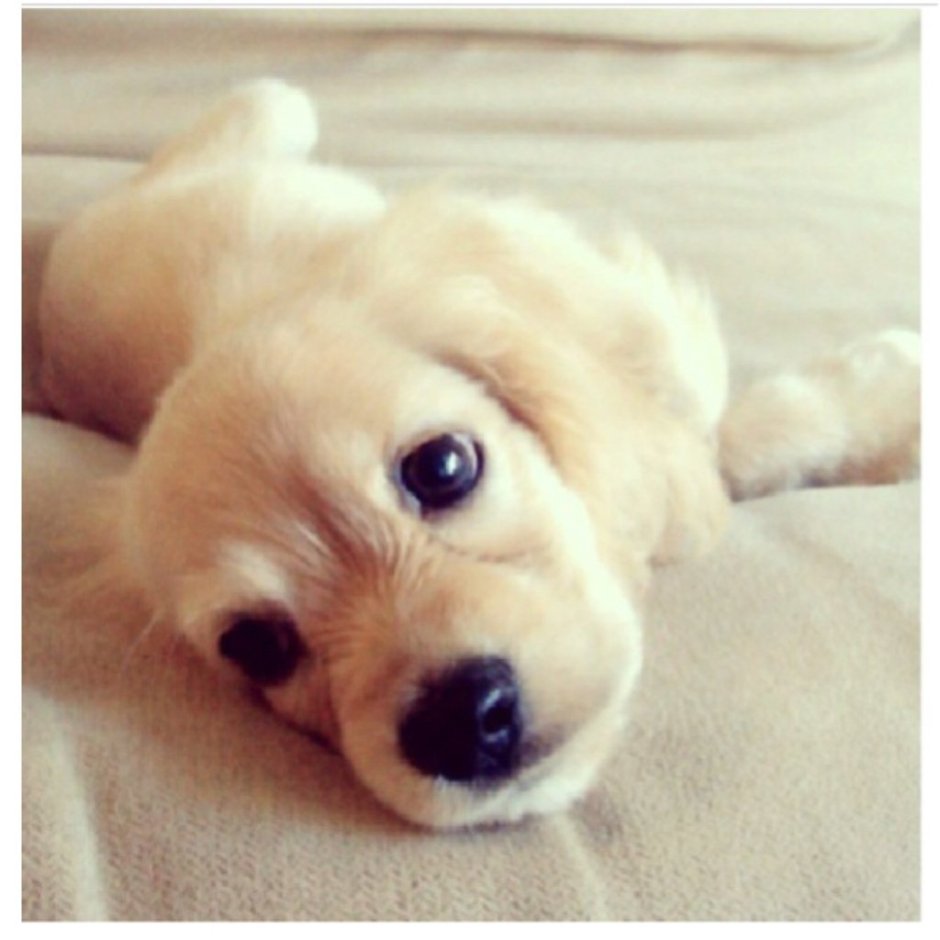 Собаки смешно Милаш