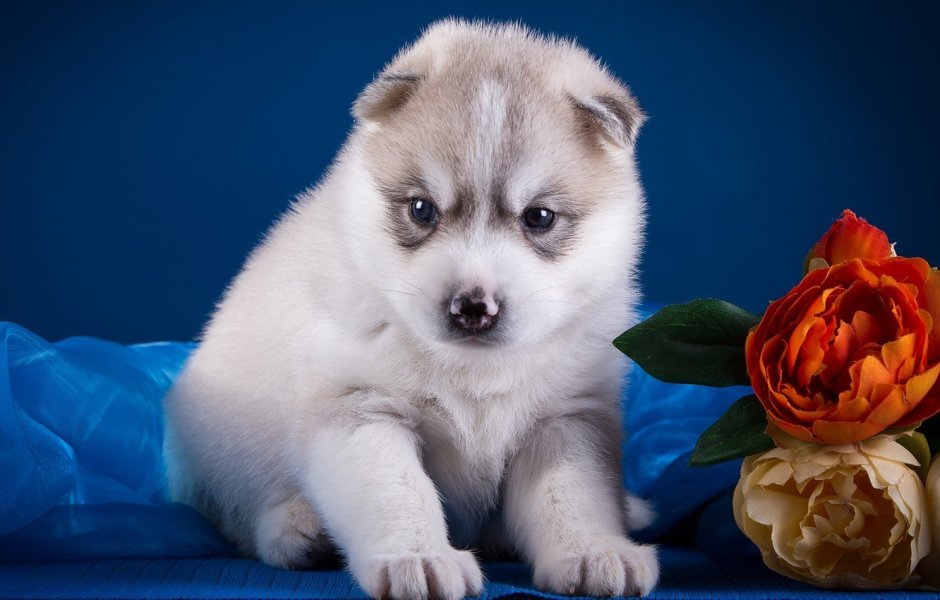 Живые обои щенки