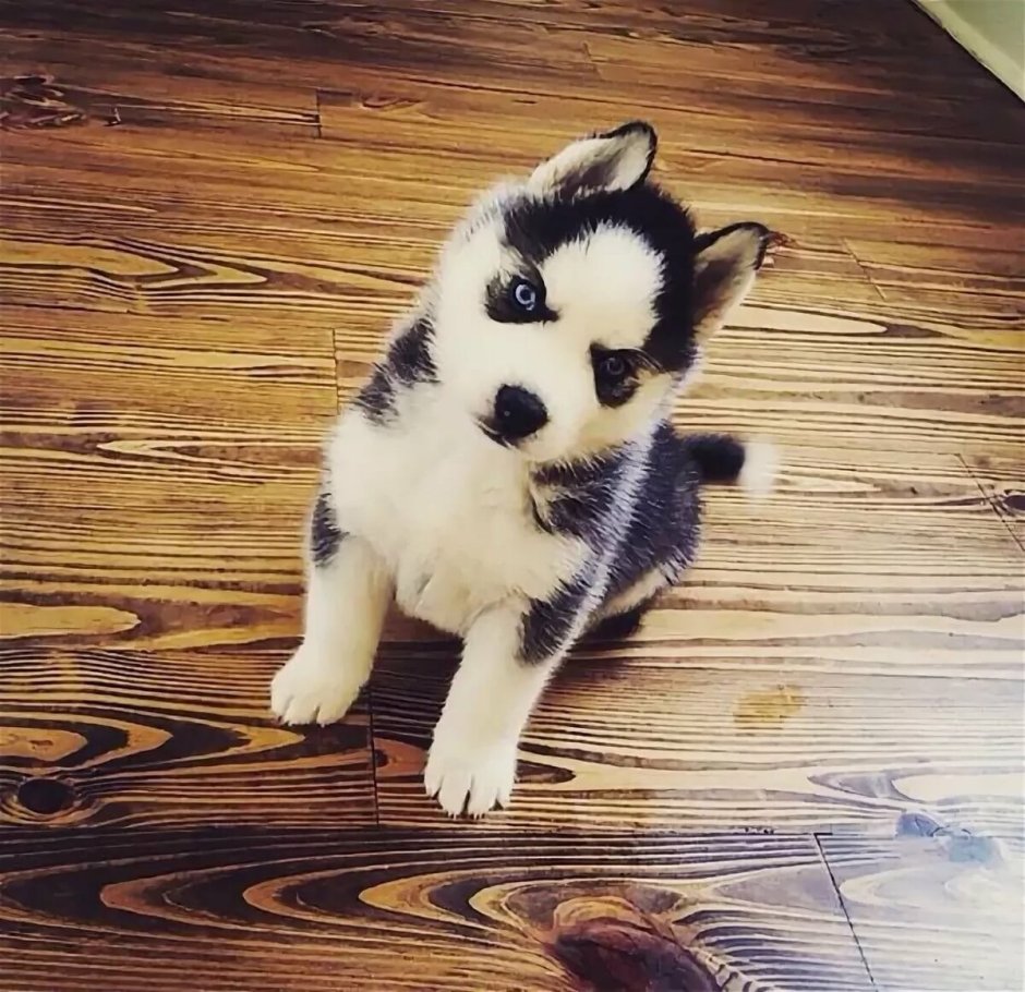 Хаски Панда