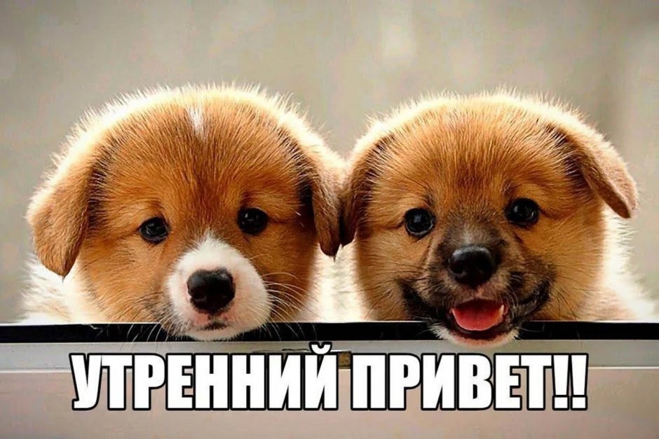 Красивые щенки